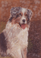 Australien Shepherd "blue merle", Pastell, 21 x 29,7 cm