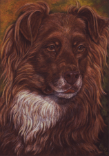 Australian Shepherd, Pastell, 21 x 29,7 cm