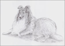 Collie, Graphit, 42 x 29,7 cm